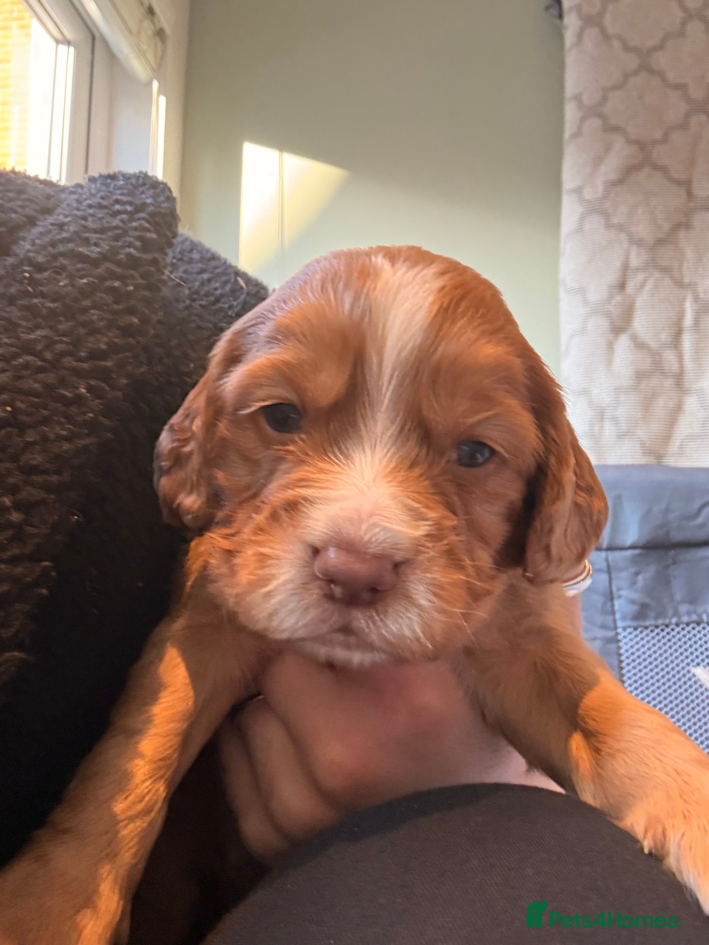 Cocker Spaniel dogs cocker spaniel puppies - Advert 12