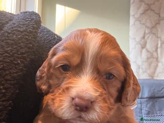 Cocker Spaniel dogs cocker spaniel puppies - Advert 5