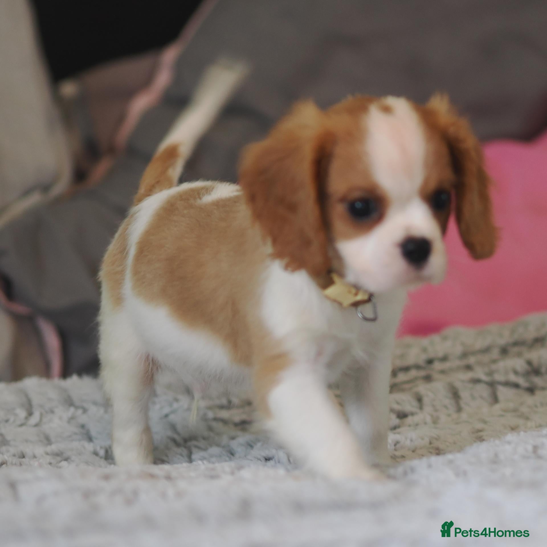 Cavalier King Charles Spaniel dogs KC Health Tested Cavalier King Charles Spaniel Pup - Advert 1