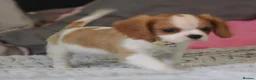 Cavalier King Charles Spaniel dogs for sale: KC Health Tested Cavalier King Charles Spaniel Pup - Advert 4