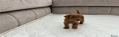 Rex