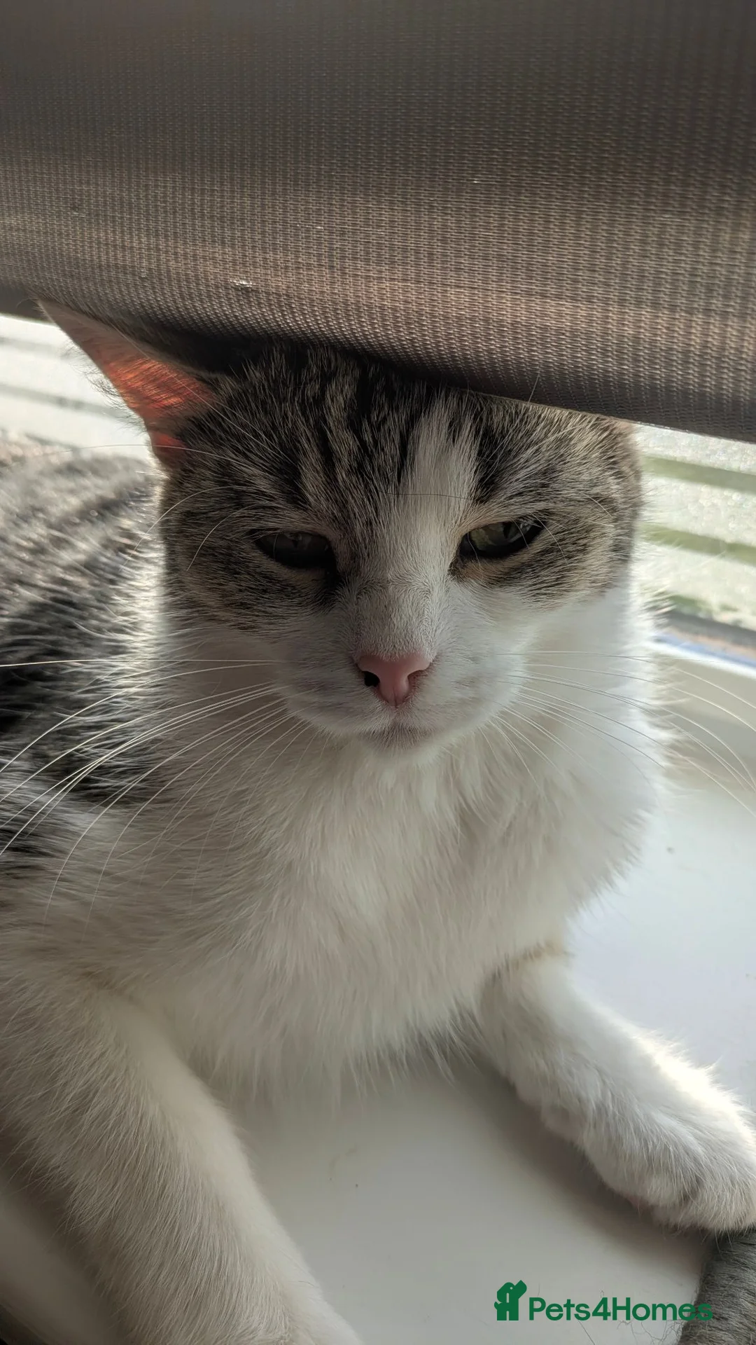 Mixed Breed cats for sale: 2 young female cats. Mother and daughter.  - Advert 5