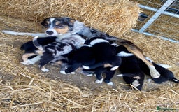 Border Collie dogs for sale: Adorable Border Collie Puppies for sale  - Image 10