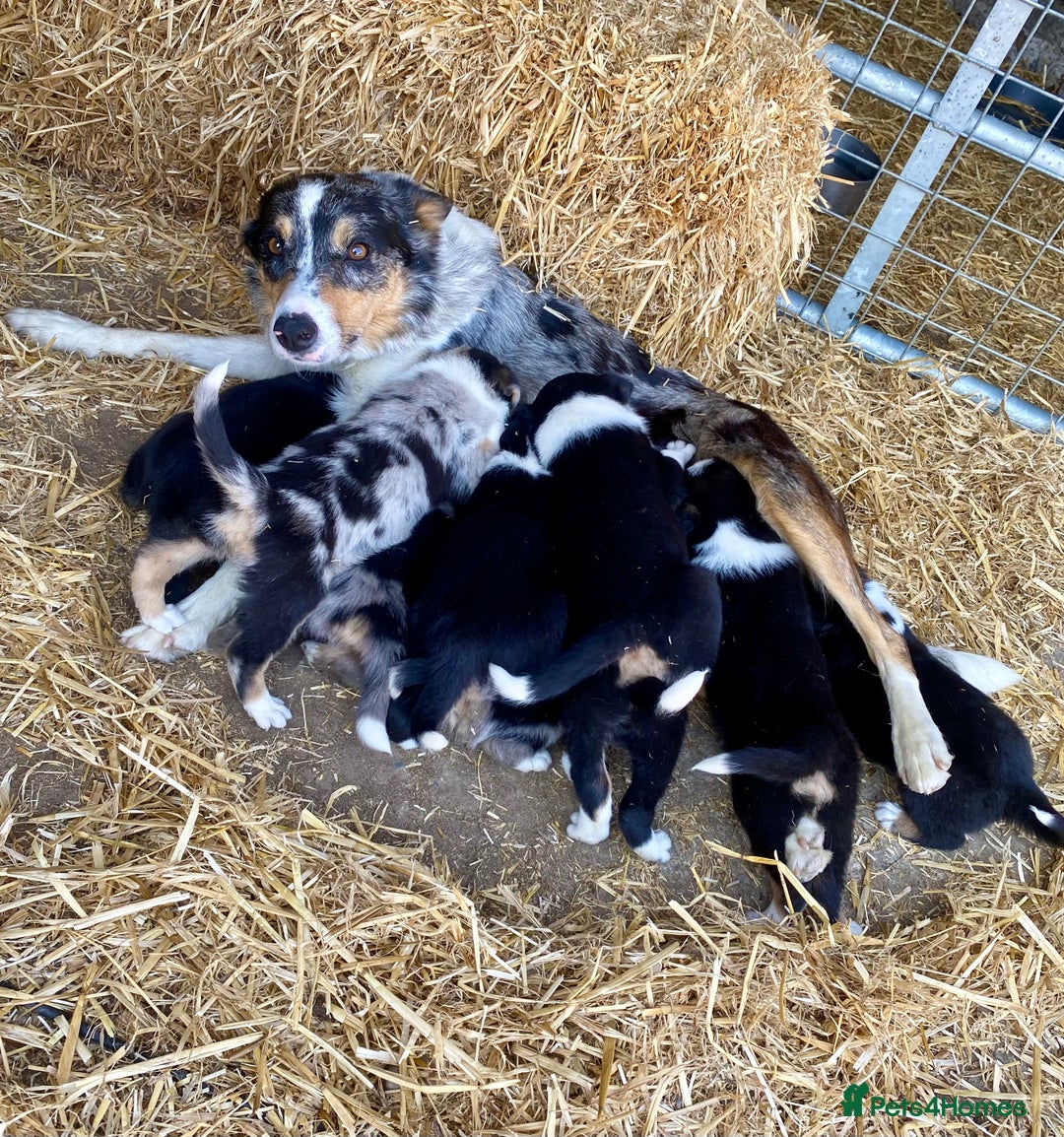 Border Collie dogs for sale: Adorable Border Collie Puppies for sale  - Image 10