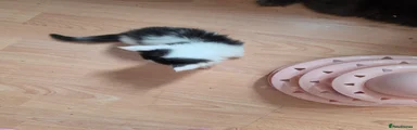 Maine Coon 1