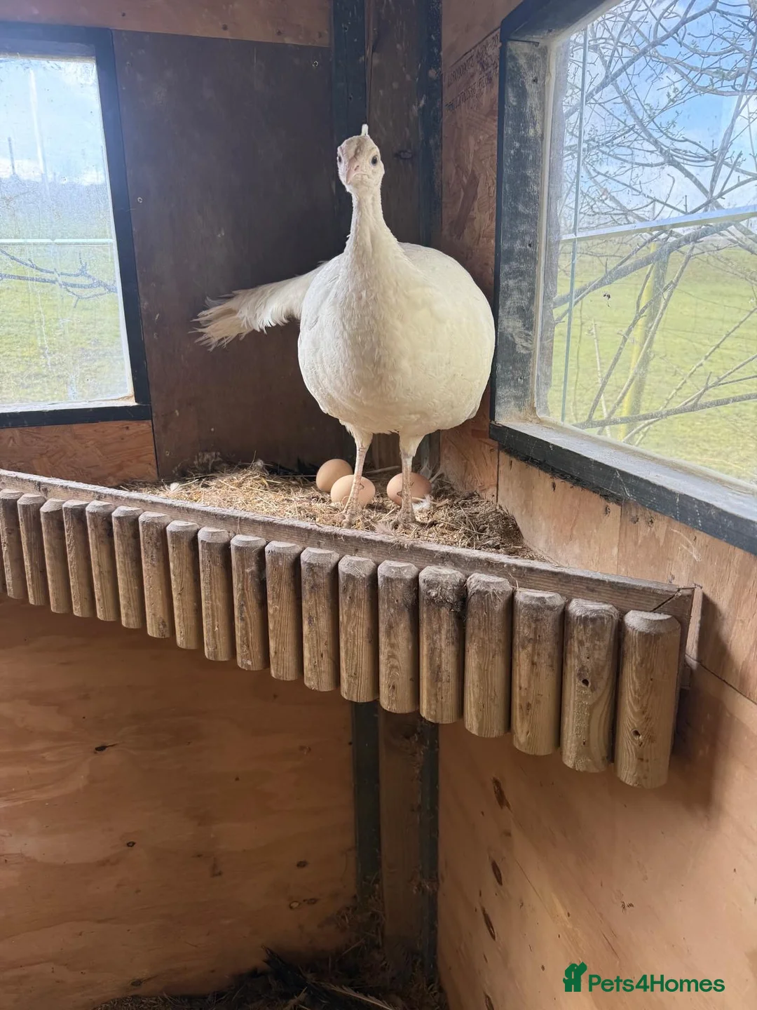 Peafowl poultry for sale: Hatching eggs in Derby - Advert 3