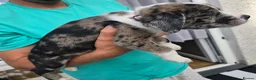 Mixed Breed dogs for sale: Border collie cross pups  - Advert 20