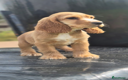 Cocker Spaniel dogs for sale: Fox red show cocker spaniels  - Image 3