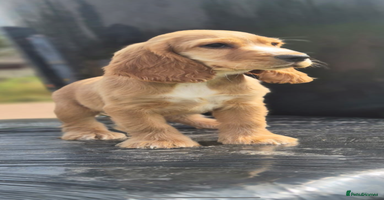 Cocker Spaniel dogs - Advert 3