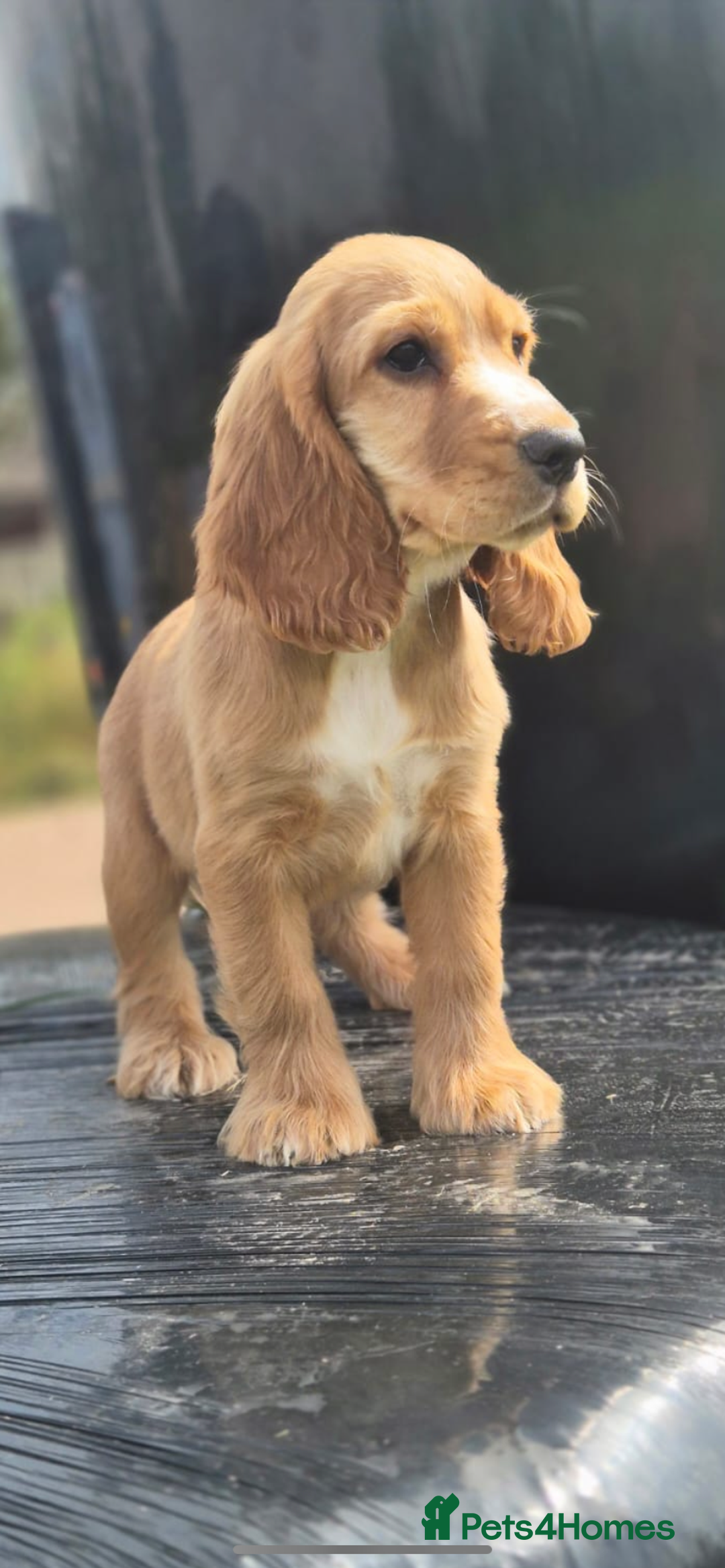 Cocker Spaniel dogs for sale: Fox red show cocker spaniels  - Image 3