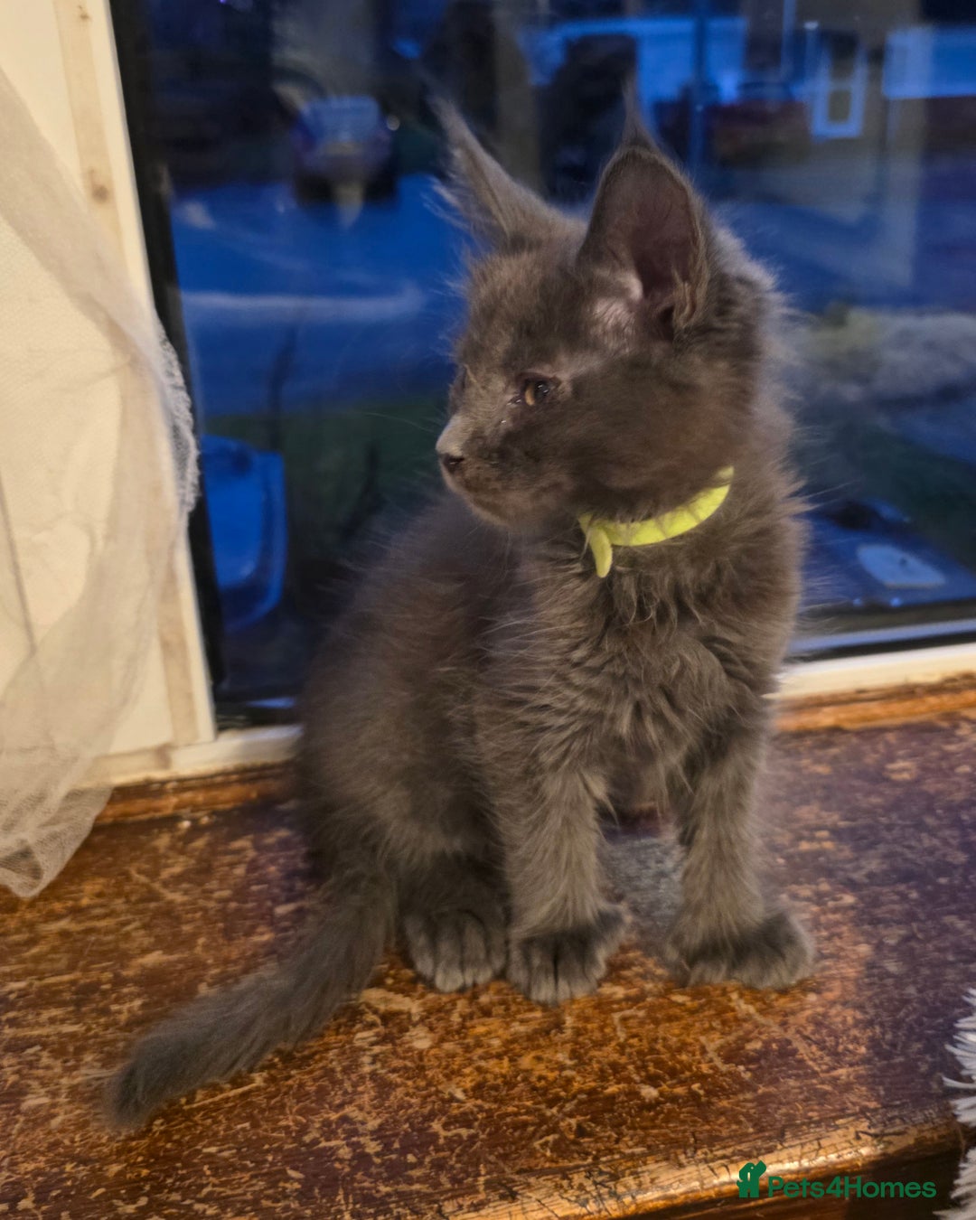 Maine Coon cats for sale: Maine coon polydactyl pedigree kittens  - Advert 4