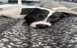 Mixed Breed dogs for sale: Eddie  - Advert 20