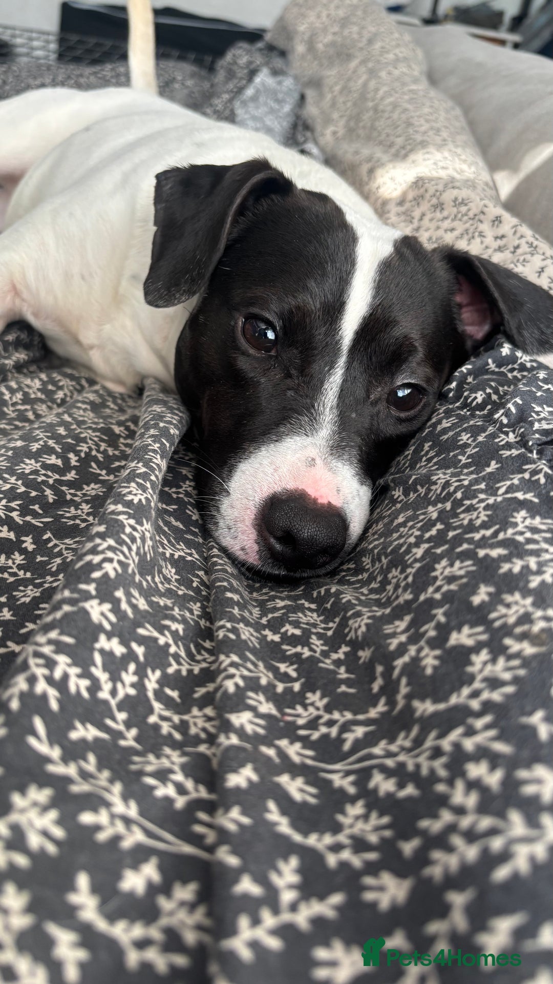 Mixed Breed dogs for sale: Eddie  - Advert 20