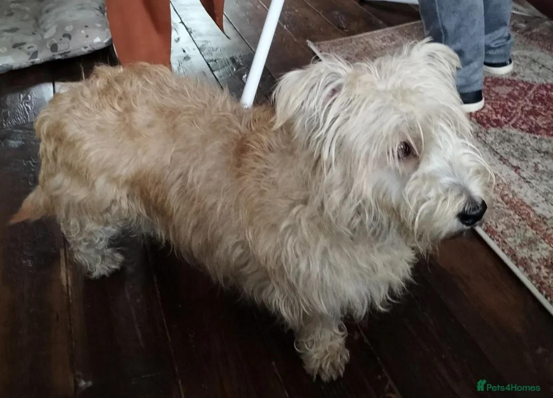 Glen of Imaal Terrier dogs for sale: Glen of Imaal puppies! - Advert 2