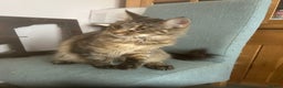 Maine Coon cats for sale: Tica registered active mainecoon girl - Advert 6