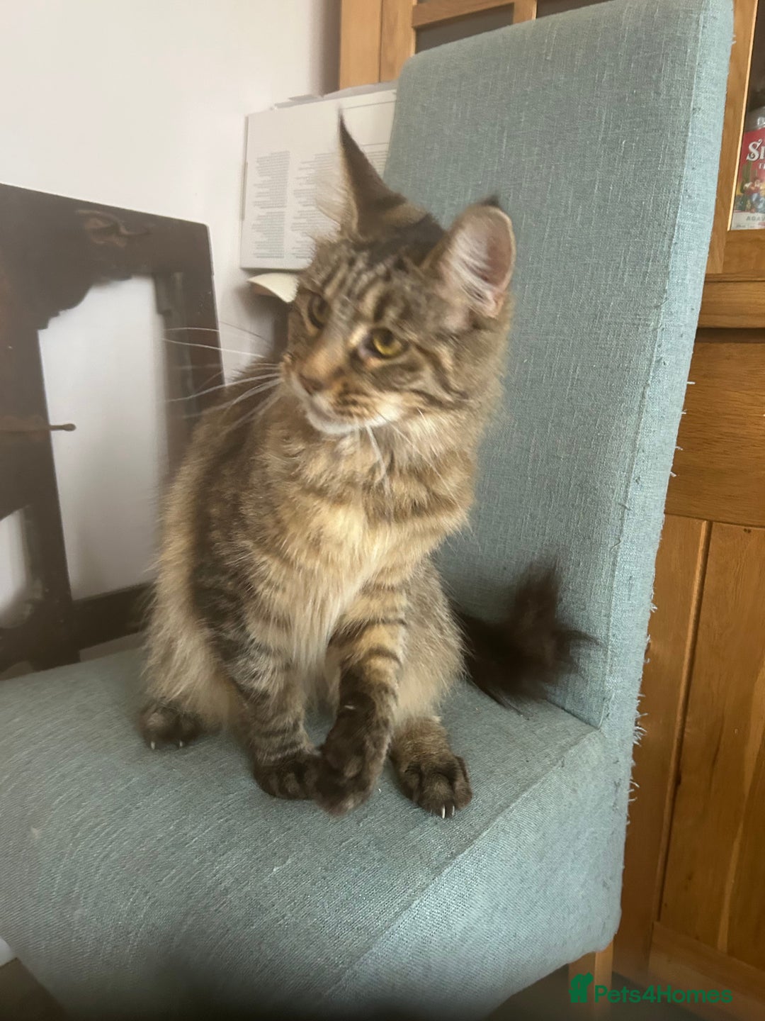 Maine Coon cats for sale: Tica registered active mainecoon girl - Advert 6