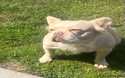 French Bulldog dogs for sale: Gorgeous fluffy Frenchie female  - Image 16