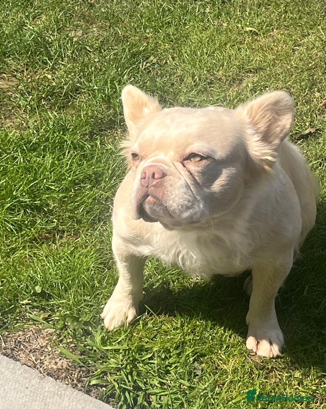 French Bulldog dogs for sale: Gorgeous fluffy Frenchie female  - Image 16
