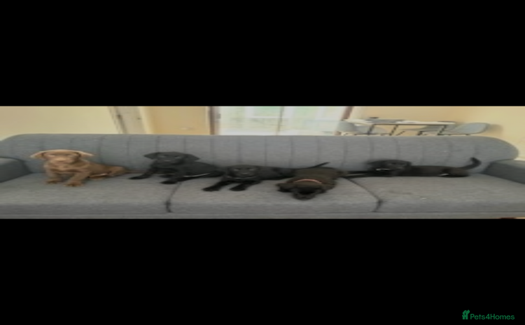 Labrador Retriever dogs - Advert 6