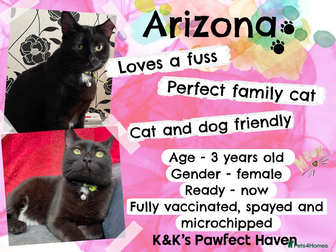Domestic Shorthair cats for sale: Kittens and cats for adoption.  - Image 20