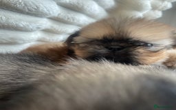 Shih Tzu dogs for sale: KC Shihtzu pups  - Image 11