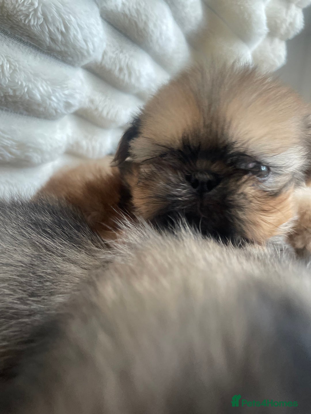 Shih Tzu dogs for sale: KC Shihtzu pups  - Image 11
