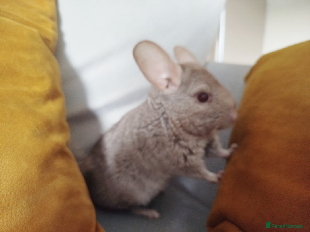 Chinchilla rodents for sale: Cuddly male chinchilla for sale - Image 7