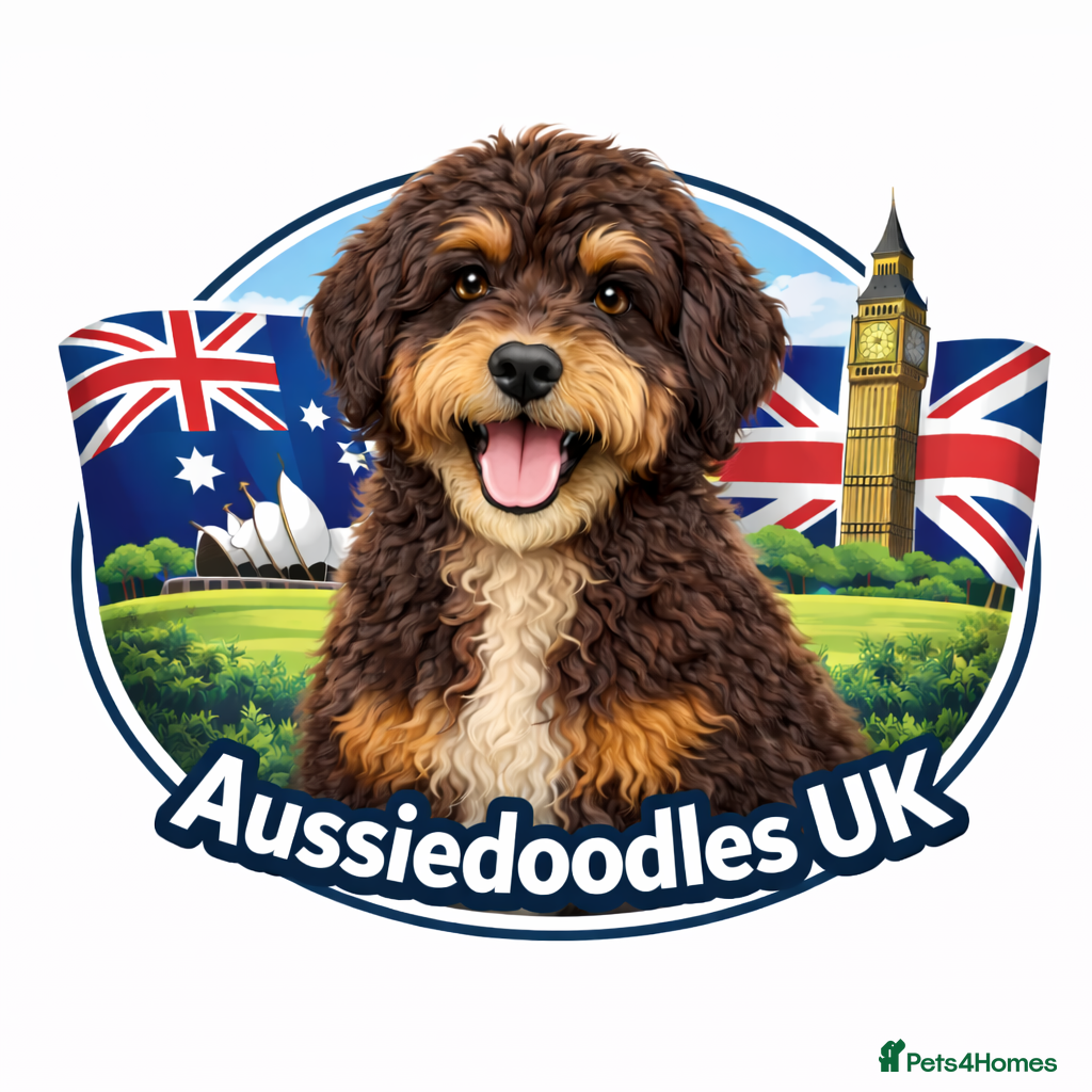 Aussiedoodle dogs Miniature Aussiedoodle Pups 🩷 - Advert 13