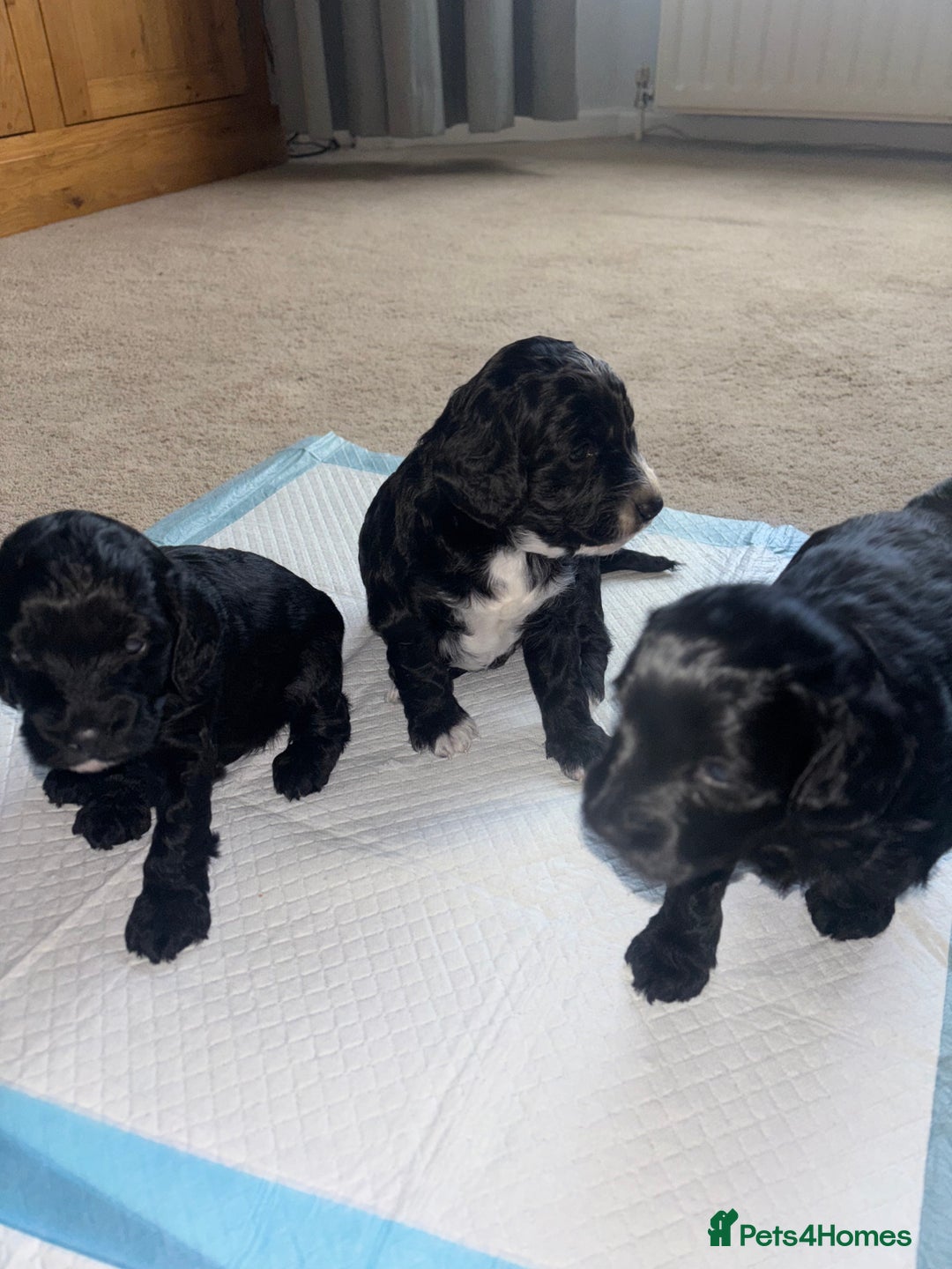 Cockapoo dogs for sale: Cockapoo Puppies - Advert 6