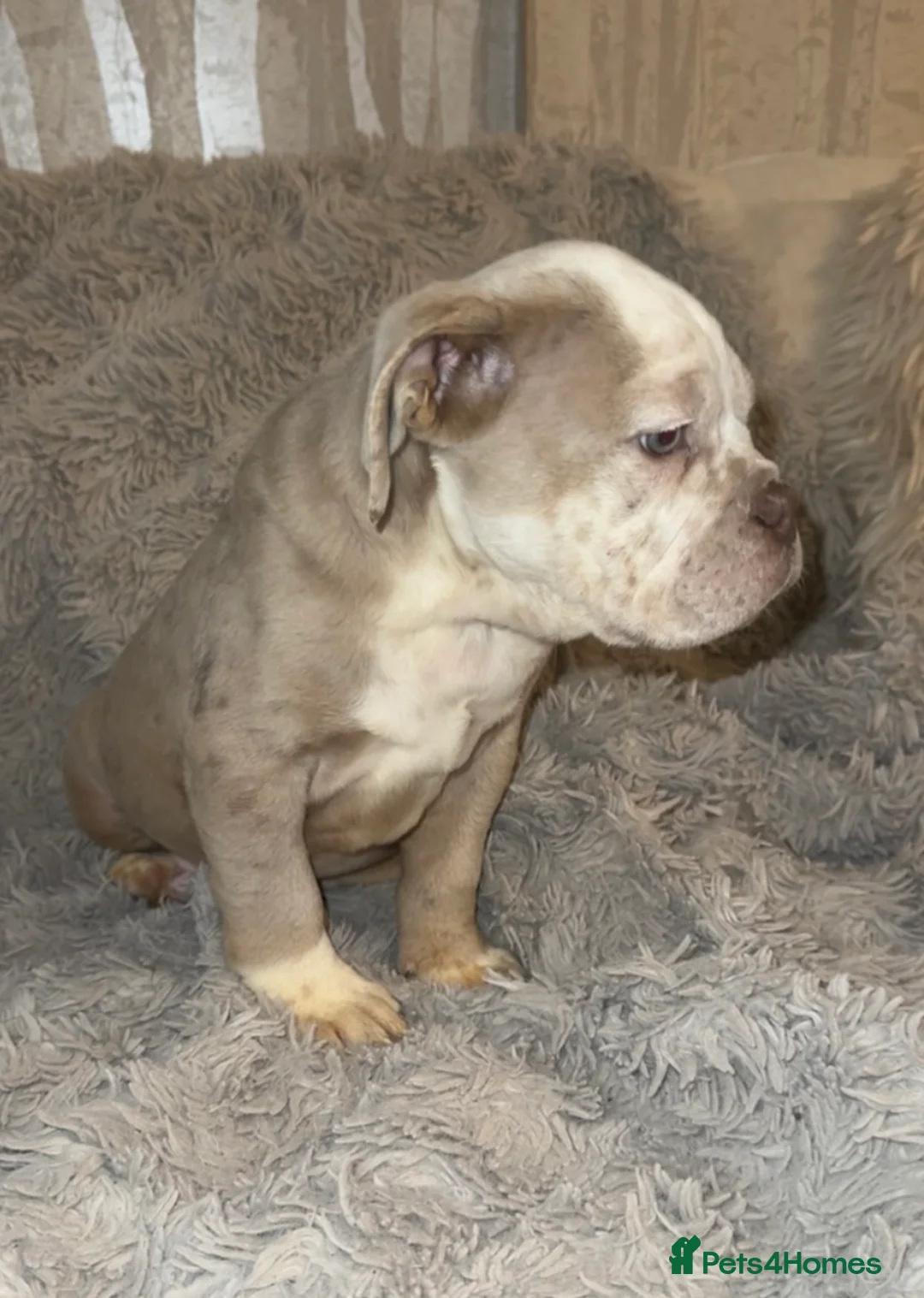 Olde English Bulldogge dogs for sale: Beautiful Merle boy OEB  - Advert 2