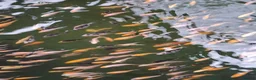 Koi Carp fish for sale: Koi fry 1-3 inch  in Willenhall - Advert 4