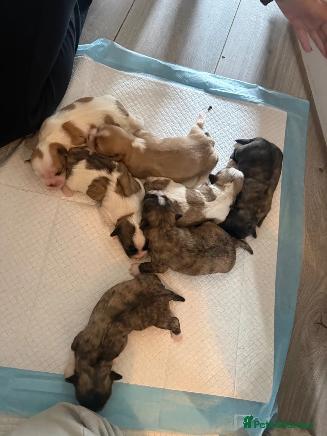 Lhasa Apso dogs for sale: 7 beautiful pups looking for their forever family in Harlow - Advert 4
