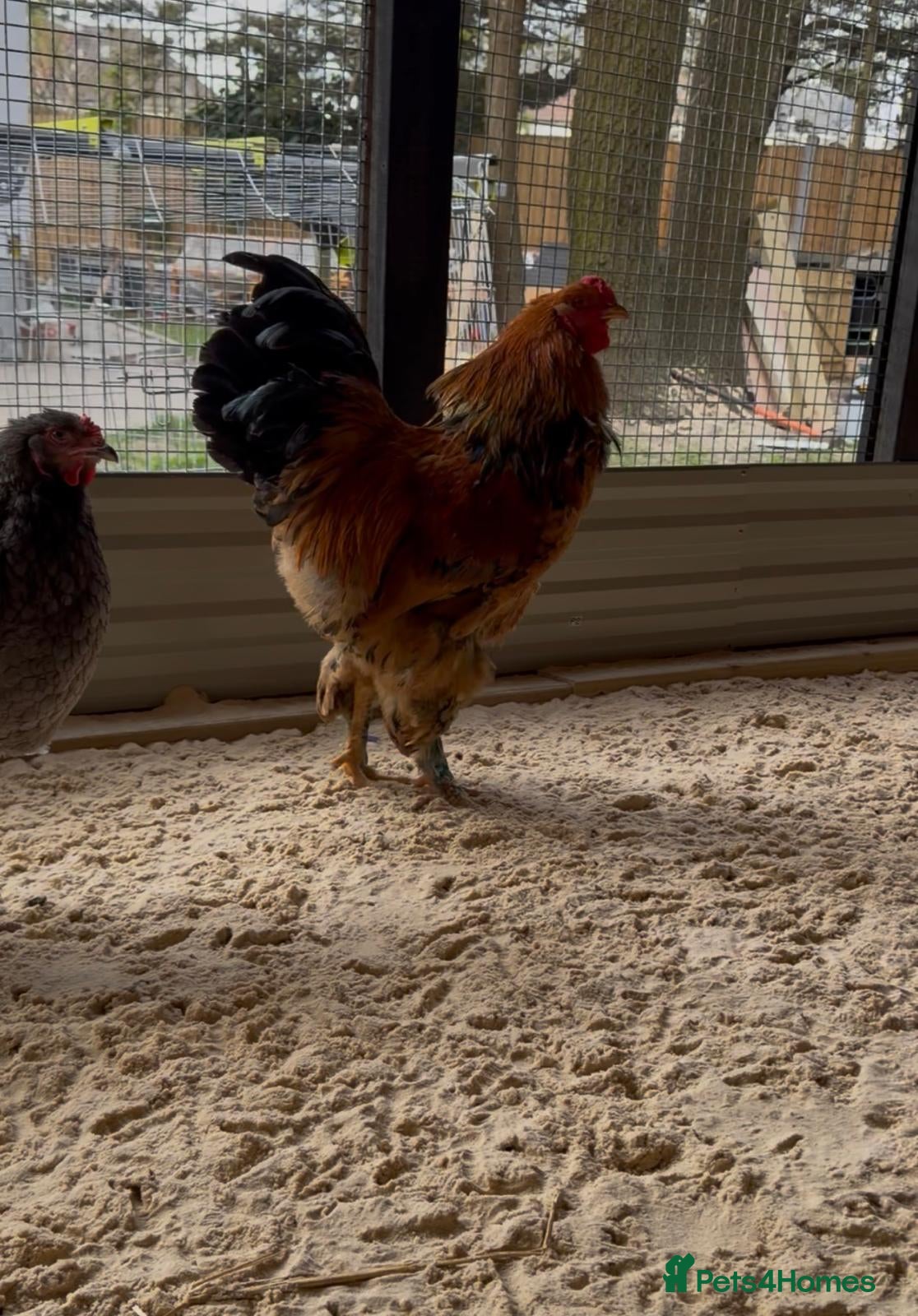 Chickens poultry Brahma roosters  - Advert 4