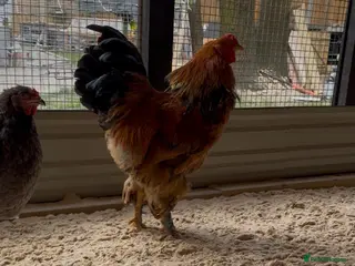 Chickens poultry Brahma roosters - Advert 16