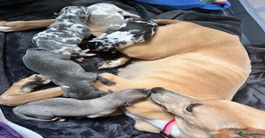 Lurcher dogs - Advert 2
