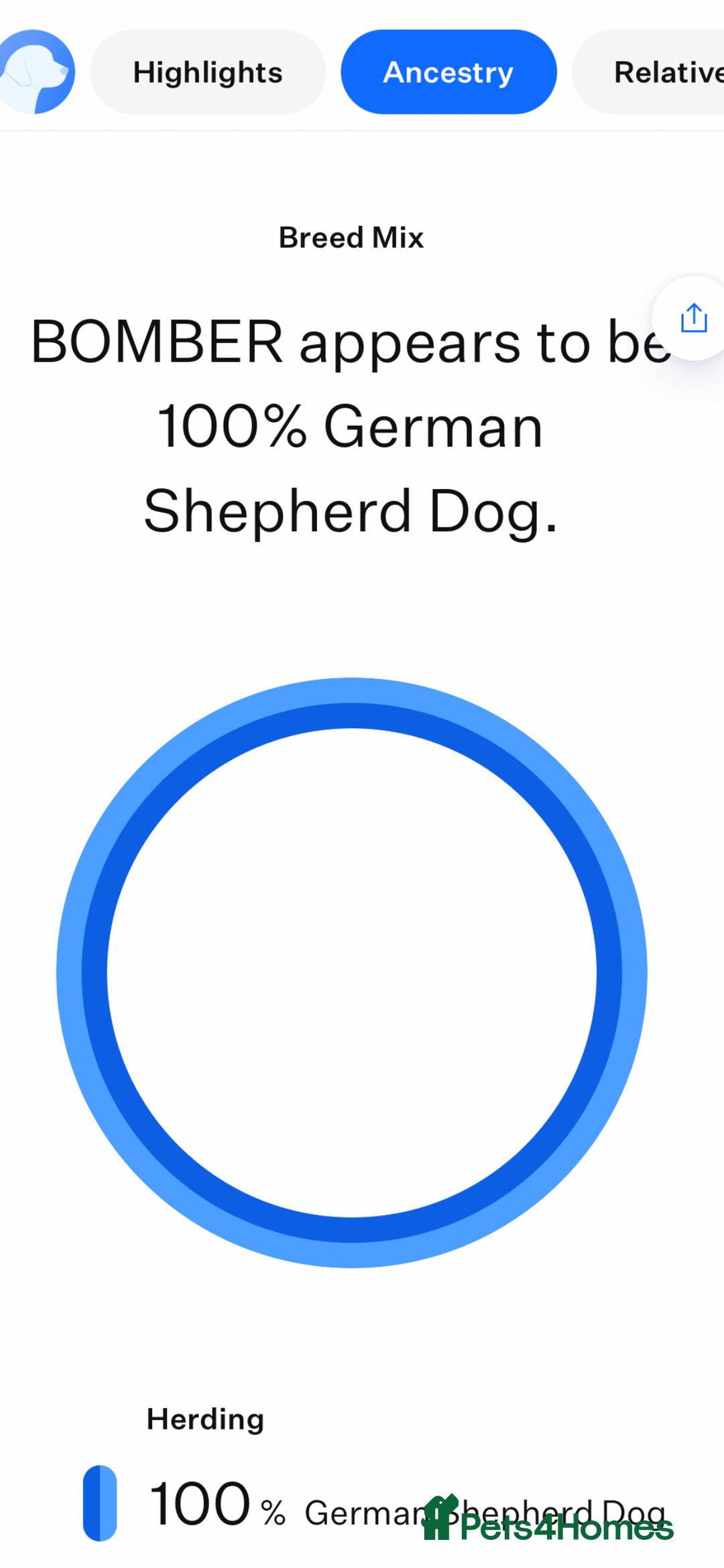 German Shepherd dogs for sale: KC REG. EQIDIUS IMPORT (SLOVAKIA)  - Advert 7