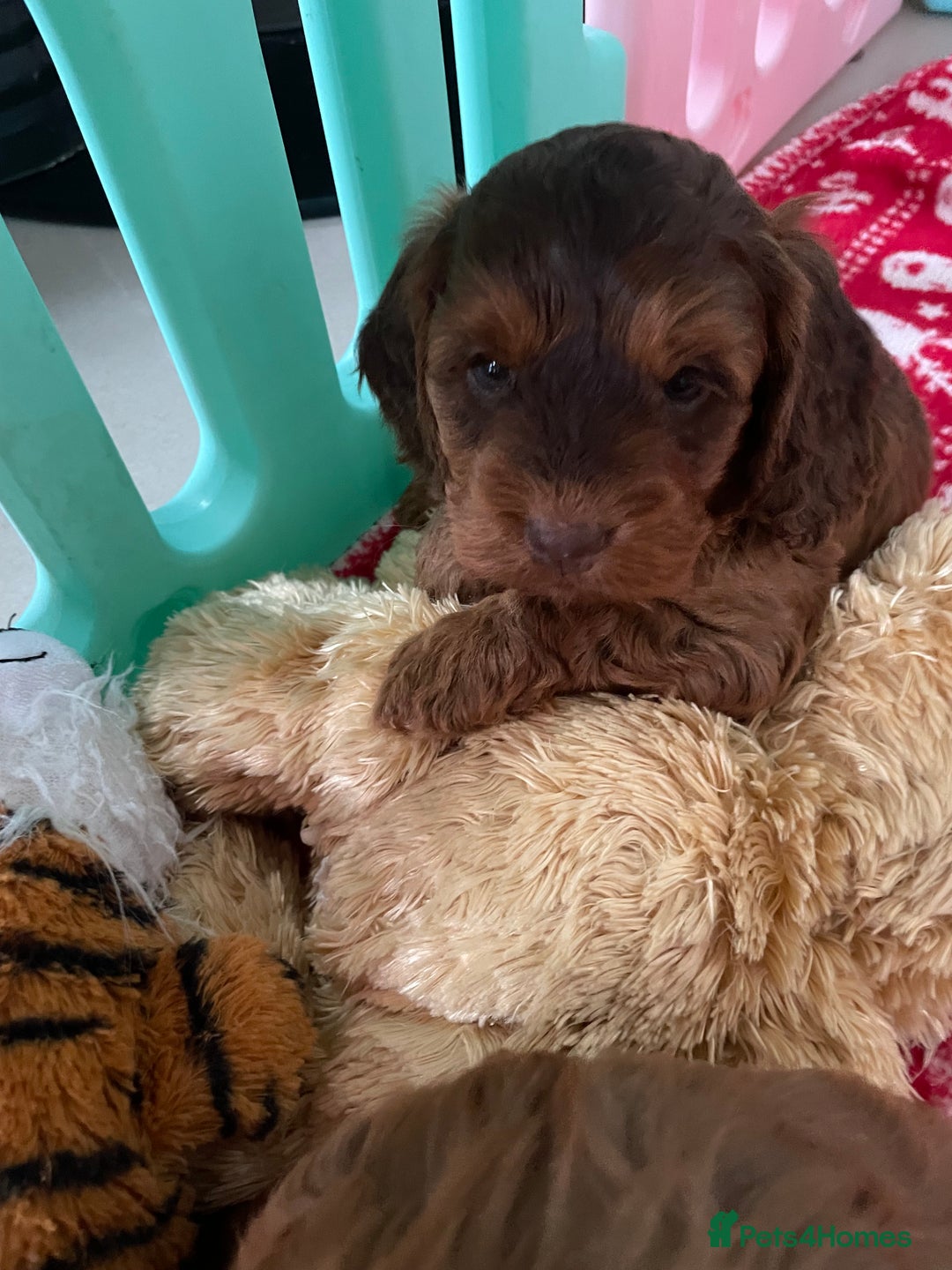 Cockapoo dogs for sale: F1 MINIATURE SHOWLINE COCKAPOO PUPPIES - Advert 3