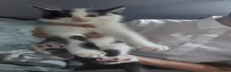 Mixed Breed cats for sale: KITTENS RRADY THE 12TH SEPTEMBER  in Bradford - Advert 3