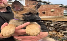 Mixed Breed dogs for sale: Czech shepherd x Belgium malinois - Image 12