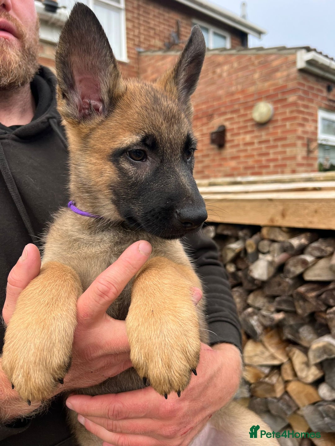 Mixed Breed dogs for sale: Czech shepherd x Belgium malinois - Image 12