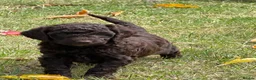 Cockapoo dogs for sale: F1b Cockapoos 5⭐️ Licensed Breeder Full DNA Clear - Advert 21