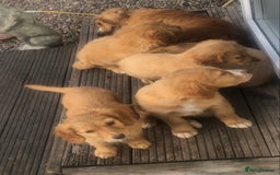 Mixed Breed dogs for sale: 5 adorable puppies - Image 4