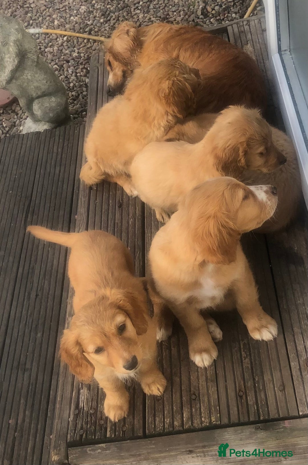 Mixed Breed dogs for sale: 5 adorable puppies - Image 4
