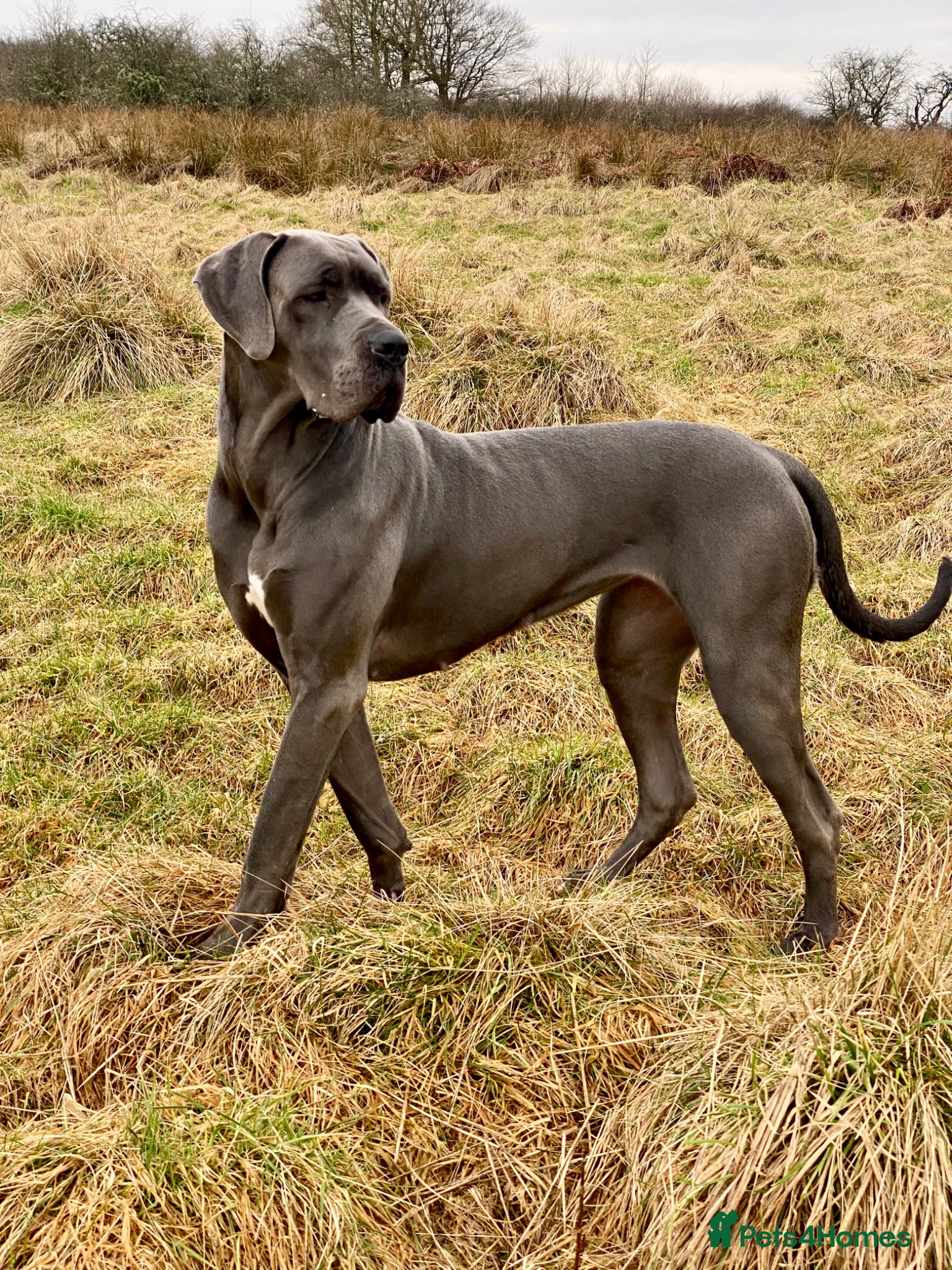 Great Dane dogs Blue Great Dane  - Advert 5