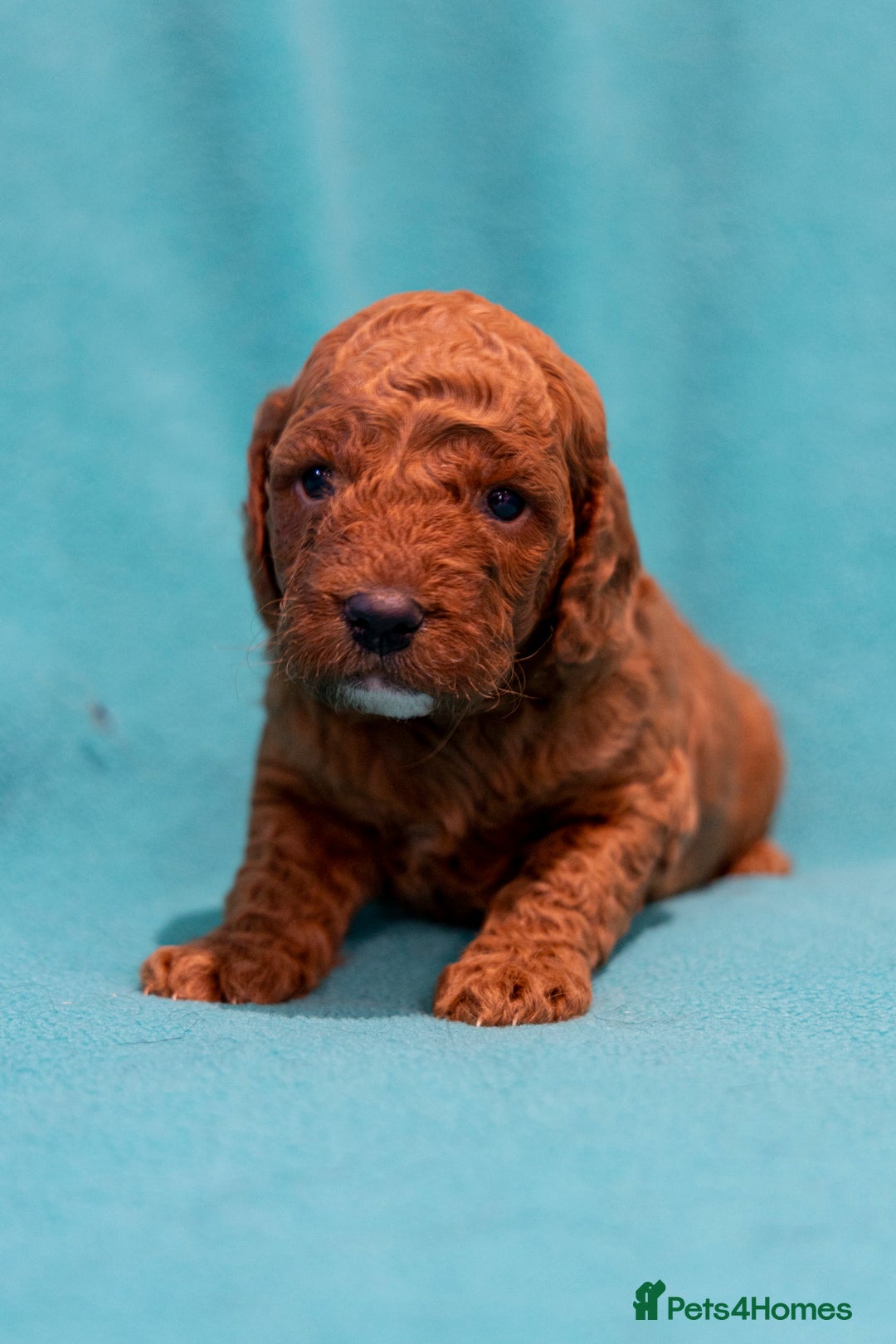 Mixed Breed dogs for sale: Beautiful litter of Australian labradoodles  - Advert 23