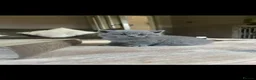 British Shorthair cats for sale: 5 Stunning BSH Blue and Lilac Kittens in Ashby-de-la-Zouch - Advert 33