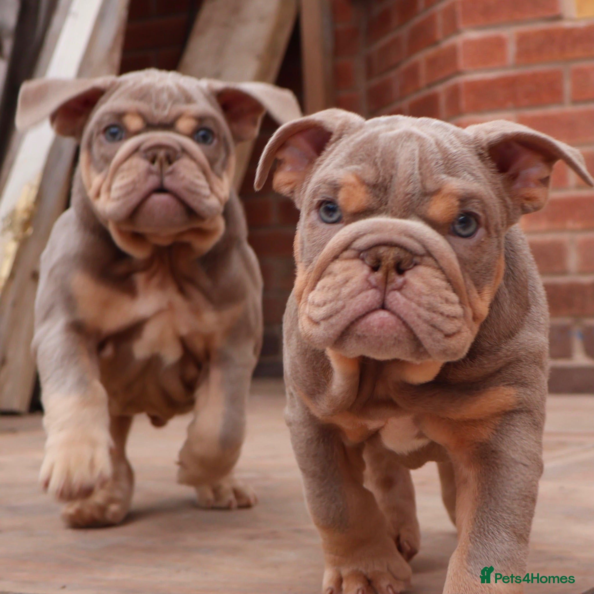 English Bulldog dogs DOLCExKOBE SHORT COMPACT MR MUCCLE BLOODLINE  - Advert 12