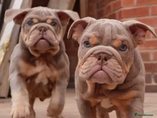 English Bulldog dogs DOLCExKOBE SHORT COMPACT MR MUCCLE BLOODLINE - Advert 1