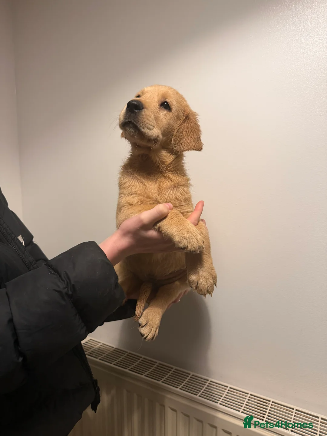 Goldador dogs for sale: Ready 3rd feb - Advert 4