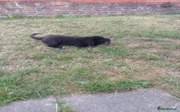 Mixed Breed dogs for sale: Caucasian shepherd cross in Hartlepool - Image 7